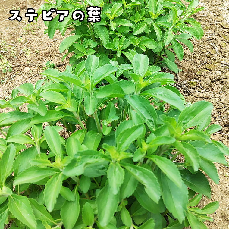 牛久市産お茶の詰め合せ 煎茶 紅茶 ほうじ茶 水出し 飲み比べ セット ステビア 和紅茶 カフェイン ラテ ハーブ 糖質オフ