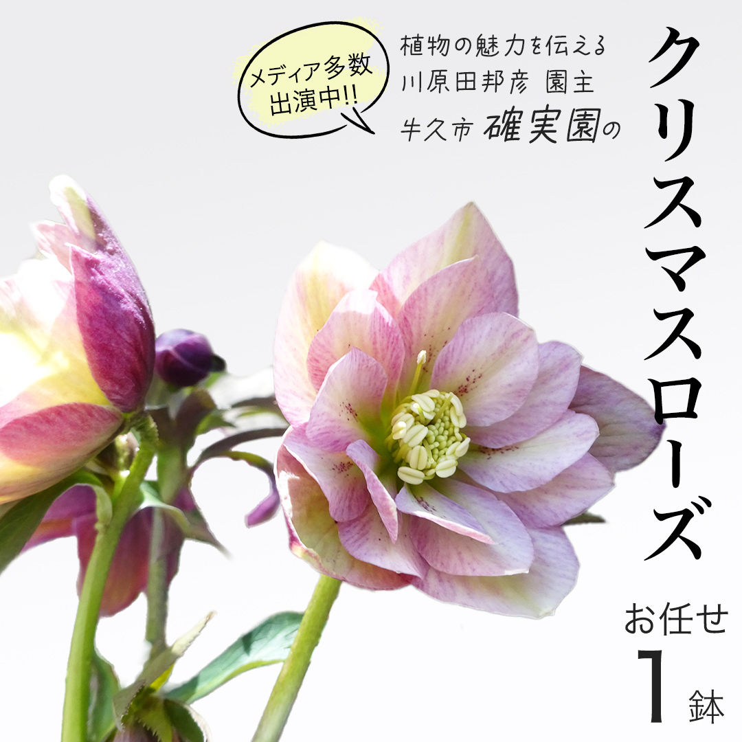 《 先行予約 》 【 確実園 オリジナル 】 クリスマスローズ（おまかせ1点） ガーデニング 花 はな フラワー 鉢 鉢植え