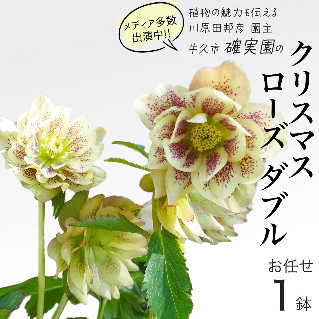 《 先行予約 》 【 確実園 オリジナル 】  クリスマスローズ ダブル（おまかせ1点） ガーデニング 花 はな フラワー 鉢 鉢植え