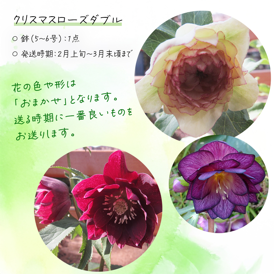 ã å
è¡äºçŽ ã ã 確å®å ãªãªãžãã« ã ã¯ãªã¹ãã¹ããŒãº ããã«ïŒããŸãã1ç¹ïŒ ã¬ãŒããã³ã° è± ã¯ãª ãã©ã¯ãŒ é¢ é¢æ€ã