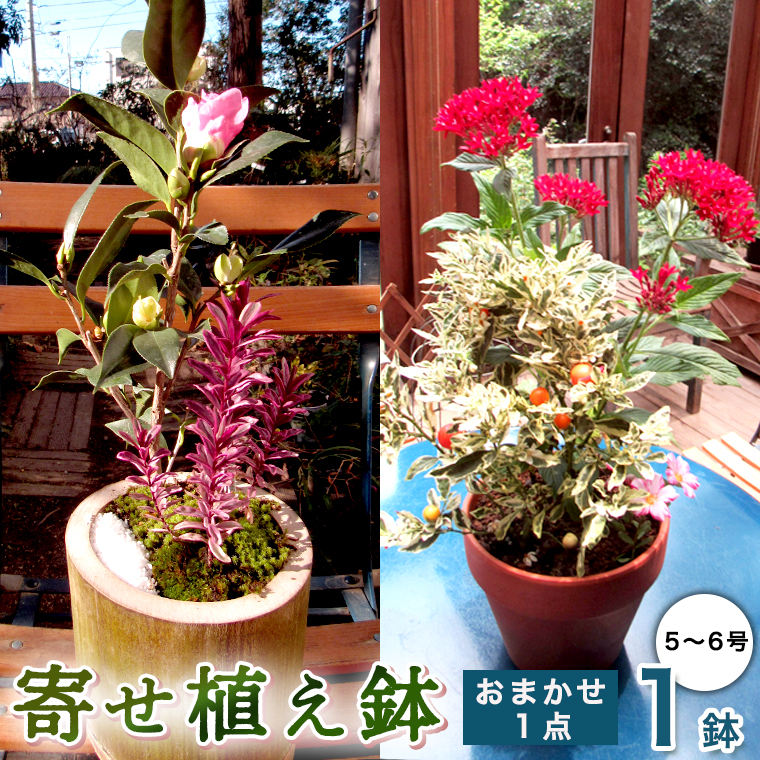 【 確実園 オリジナル 】 寄せ植え（おまかせ1点） ガーデニング 花 はな フラワー 鉢 鉢植え