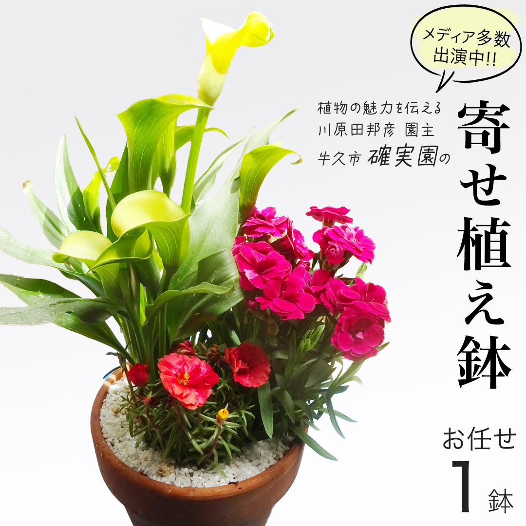 【 確実園 オリジナル 】 寄せ植え（おまかせ1点） ガーデニング 花 はな フラワー 鉢 鉢植え