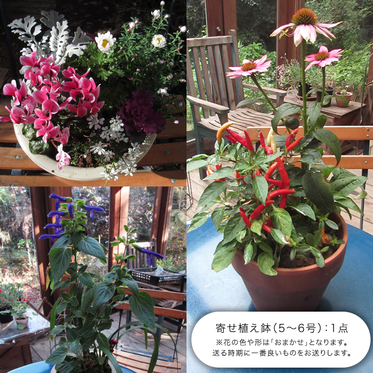 【 確実園 オリジナル 】 寄せ植え（おまかせ1点） ガーデニング 花 はな フラワー 鉢 鉢植え