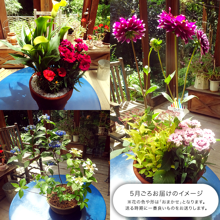 【 確実園 オリジナル 】 寄せ植え（おまかせ1点） ガーデニング 花 はな フラワー 鉢 鉢植え