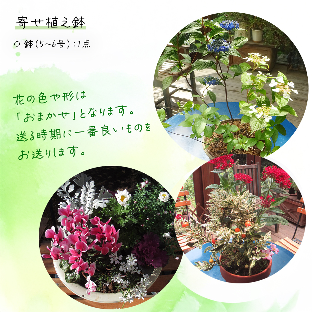 【 確実園 オリジナル 】 寄せ植え（おまかせ1点） ガーデニング 花 はな フラワー 鉢 鉢植え