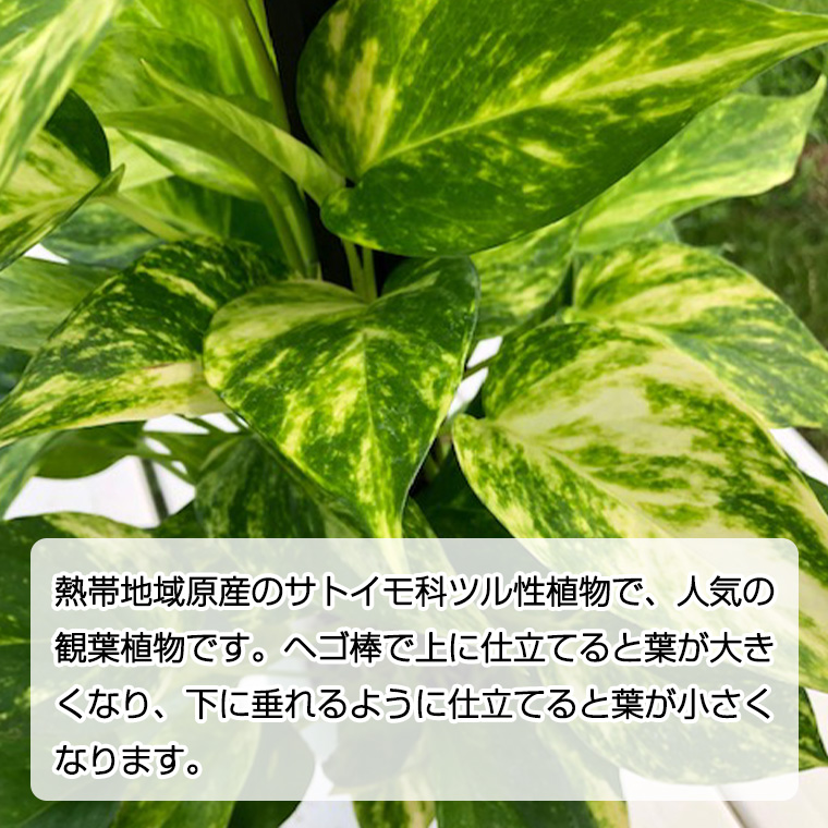 ポトス 1鉢 ヘゴ仕立て 観葉植物 ガーデニング 植物 鉢