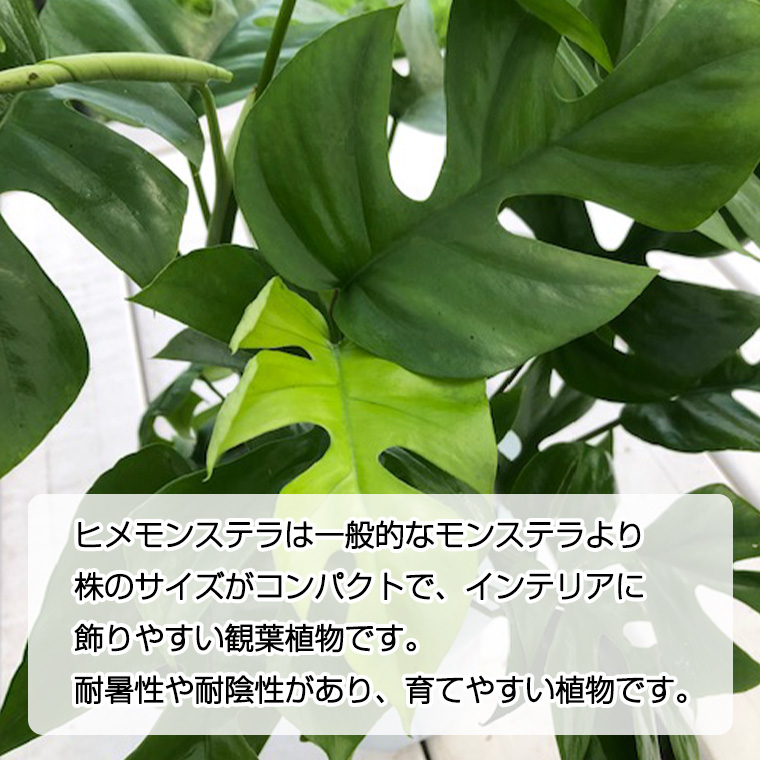 ヒメモンステラ 1鉢 観葉植物 ガーデニング 植物 鉢