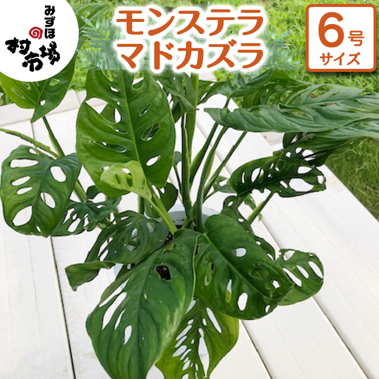 モンステラ マドカズラ 1鉢 観葉植物 ガーデニング 植物 鉢