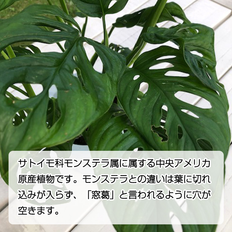 モンステラ マドカズラ 1鉢 観葉植物 ガーデニング 植物 鉢