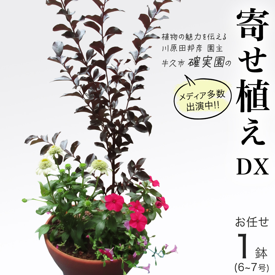 【 確実園 オリジナル 】 寄せ植え DX （おまかせ1点） ガーデニング 花 はな フラワー 鉢 鉢植え
