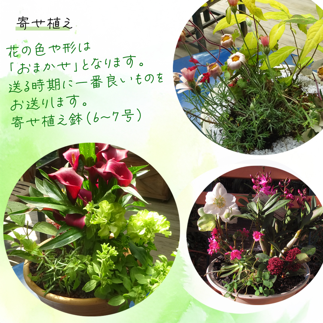 【 確実園 オリジナル 】 寄せ植え DX （おまかせ1点） ガーデニング 花 はな フラワー 鉢 鉢植え