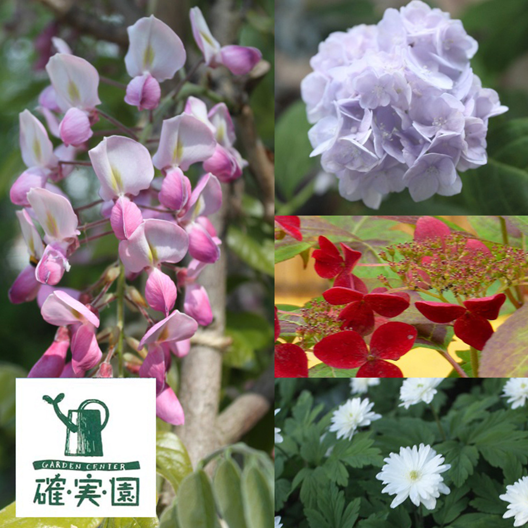 【 確実園 オリジナル 】 寄せ植え DX （おまかせ1点） ガーデニング 花 はな フラワー 鉢 鉢植え