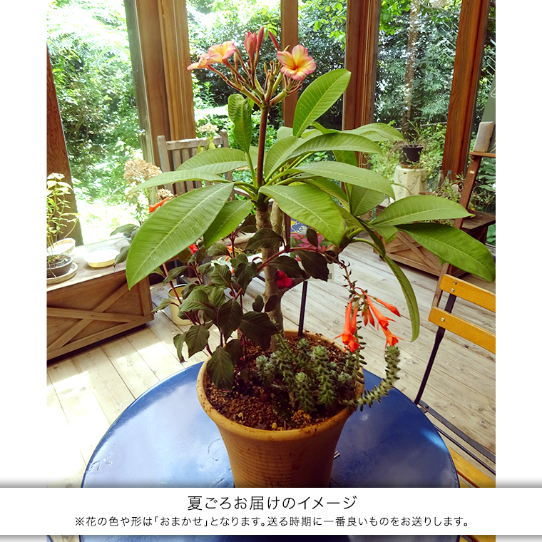 【 確実園 オリジナル 】 寄せ植え DX （おまかせ1点） ガーデニング 花 はな フラワー 鉢 鉢植え