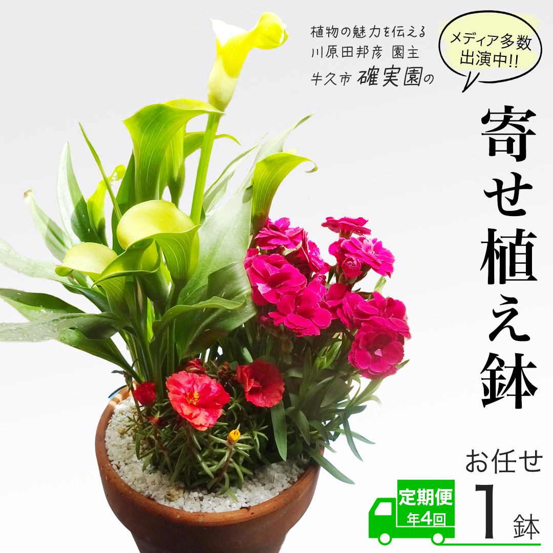 《 3ヶ月に1回お届け！年4回 定期便 》【 確実園 オリジナル 】 寄せ植え （おまかせ1点） ガーデニング 花 はな フラワー 鉢 鉢植え