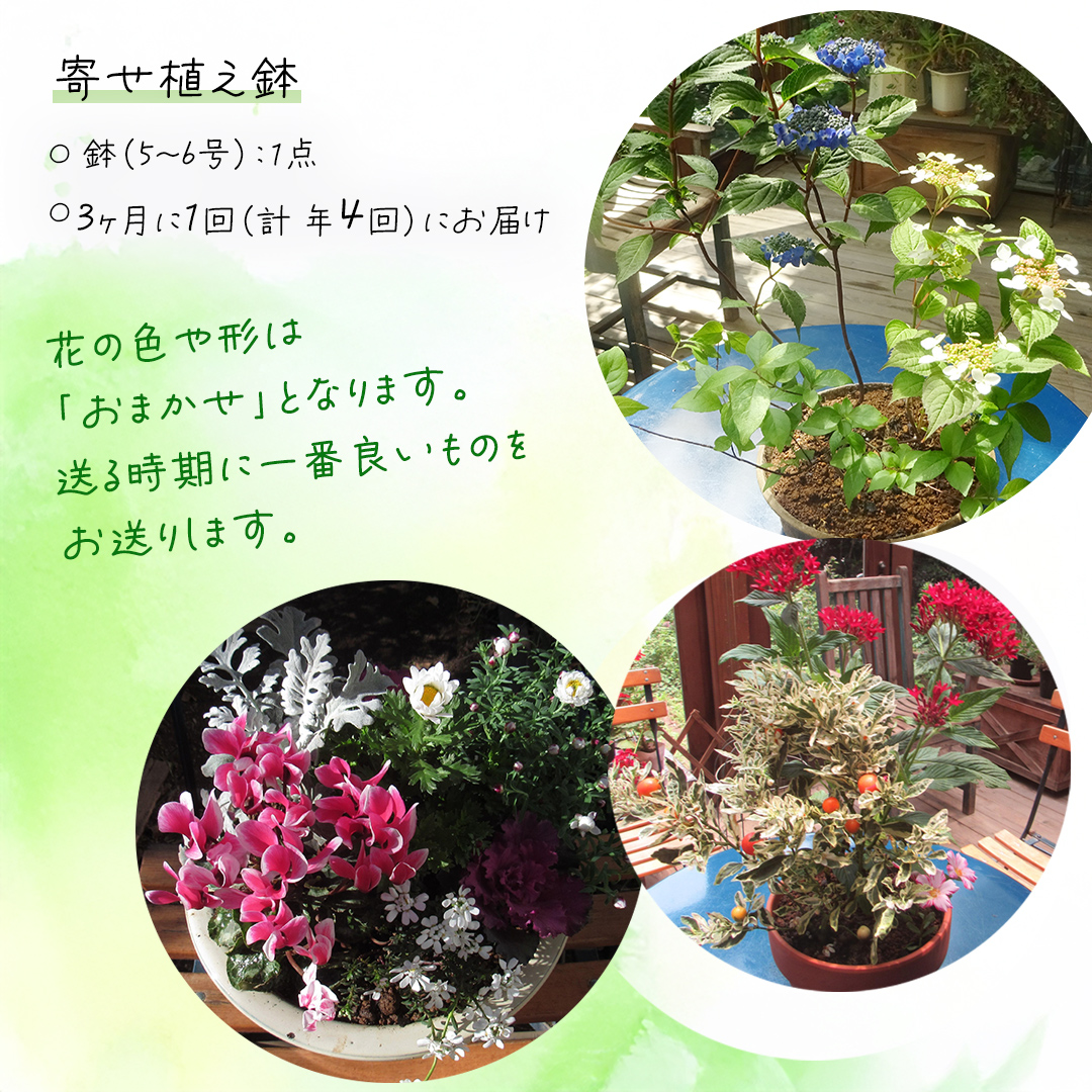 《 3ヶ月に1回お届け！年4回 定期便 》【 確実園 オリジナル 】 寄せ植え （おまかせ1点） ガーデニング 花 はな フラワー 鉢 鉢植え