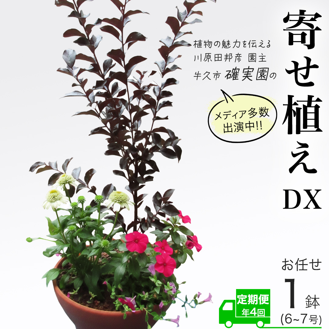 《 3ヶ月に1回お届け!年4回 定期便 》【 確実園 オリジナル 】 寄せ植え DX(おまかせ1点) ガーデニング 花 はな フラワー 鉢 鉢植え