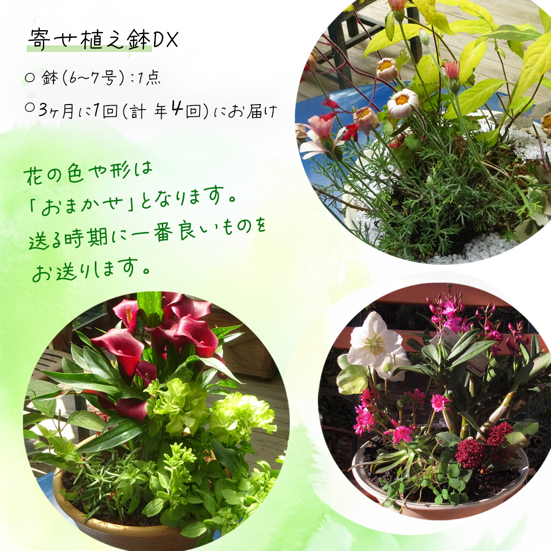 《 3ヶ月に1回お届け!年4回 定期便 》【 確実園 オリジナル 】 寄せ植え DX(おまかせ1点) ガーデニング 花 はな フラワー 鉢 鉢植え