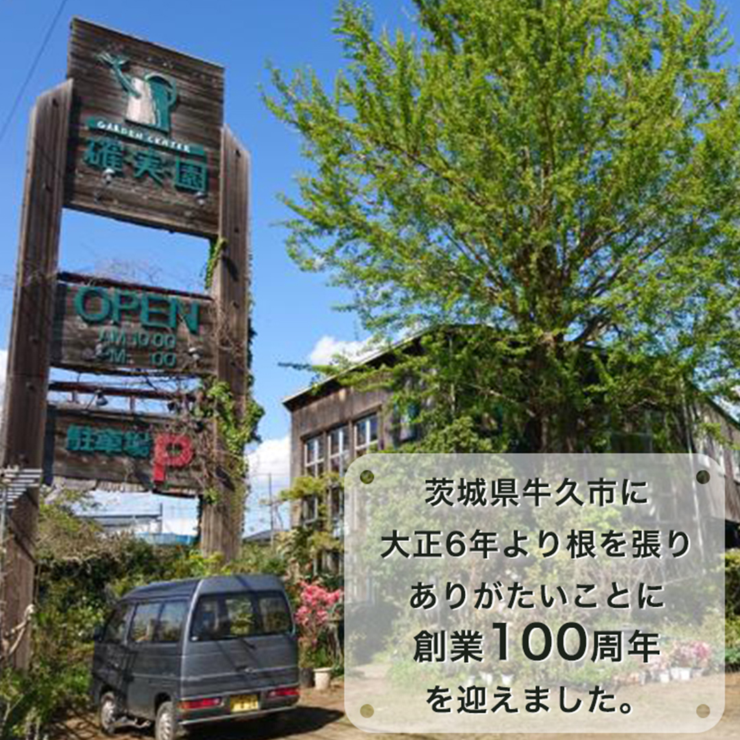 《 3ヶ月に1回お届け!年4回 定期便 》【 確実園 オリジナル 】 寄せ植え DX(おまかせ1点) ガーデニング 花 はな フラワー 鉢 鉢植え