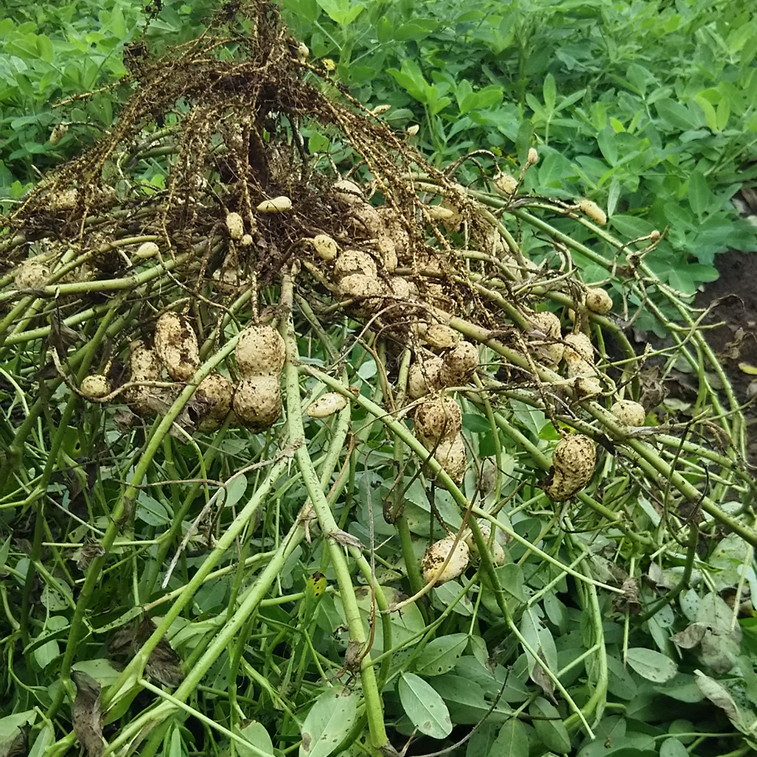 牛久市産 煎り 落花生 ( 殻付き )と むき実 2種 （計 4袋 ） 食べ比べ セット 詰合せ 豆 塩分 おつまみ お菓子 素焼き ナッツ 殻付 殻なし マメ まめ 料理 お茶漬け