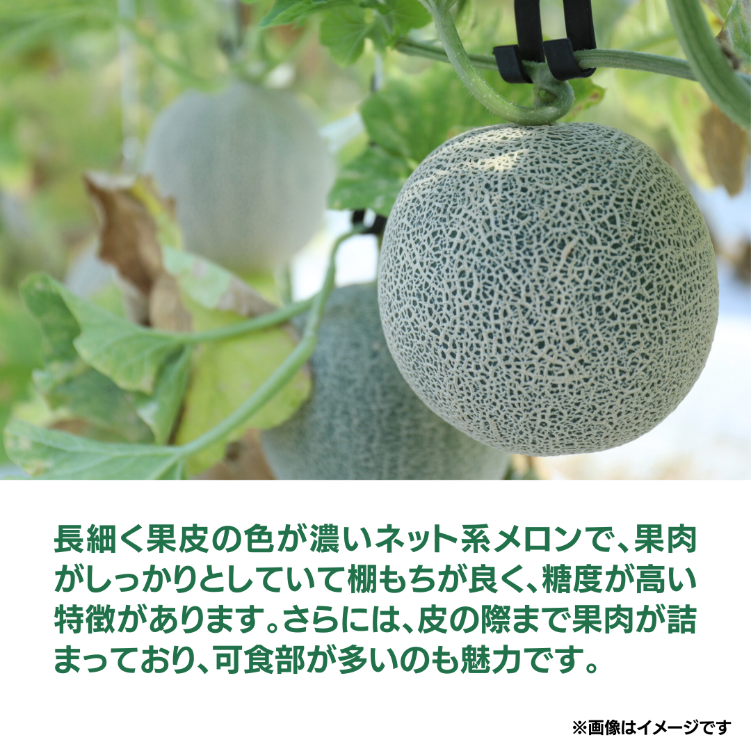 《 先行予約 》茨城県産 タカミ メロン 3L 4玉 ( 約 4.5kg ) 【 2025年発送 】 タカミメロン たかみメロン 果物 フルーツ 青肉 めろん 大玉 3Lサイズ 期間限定 旬 国産 貴味メロン