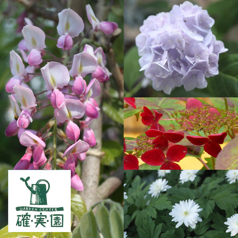 【 確実園 オリジナル 】 寄せ植え（おまかせ1点） ガーデニング 花 はな フラワー 鉢 鉢植え