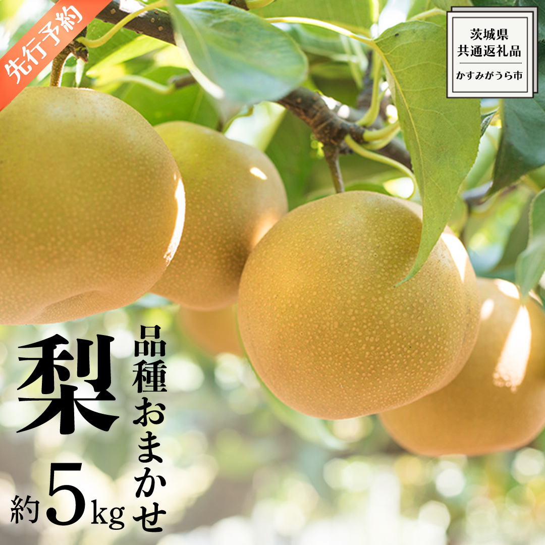 《 先行予約 》 品種おまかせ 梨 約 5kg（ 茨城県共通返礼品： かすみがうら市 ）【 2024年 9月発送 】 フルーツ 果物 なし ナシ 旬 新鮮 旬 期間限定 甘い 国産