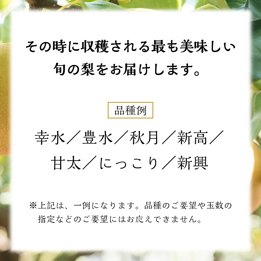 《 先行予約 》 品種おまかせ 梨 約 5kg（ 茨城県共通返礼品： かすみがうら市 ）【 2024年 9月発送 】 フルーツ 果物 なし ナシ 旬 新鮮 旬 期間限定 甘い 国産