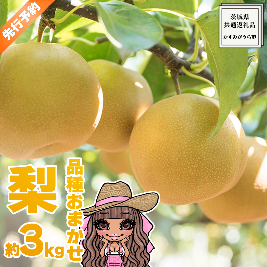 【 先行予約 】 品種おまかせ 採れたて 完熟天使の 甘梨 約 3kg （ 茨城県共通返礼品： かすみがうら市 ） 【 2026年8月中旬頃発送 】 フルーツ 果物 なし ナシ 旬 新鮮 旬 期間限定 甘い 国産