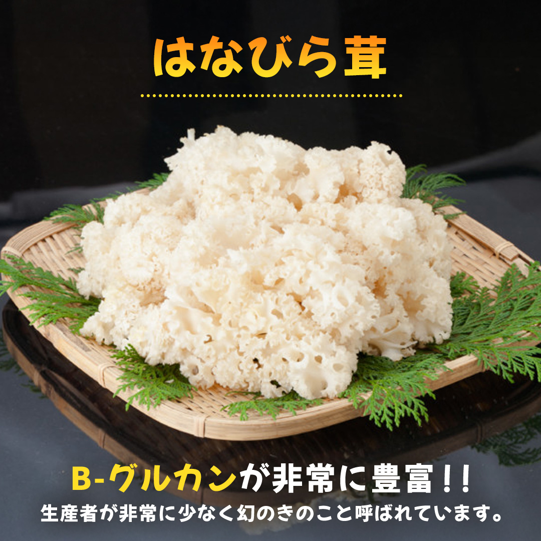 花びらたけ 粉末 3袋 セット（各 50g ） （茨城県共通返礼品：城里町） 花びら茸の粉末 ハナビラタケ 野菜 乾燥 花びらたけ きのこ パウダー 手軽 時短