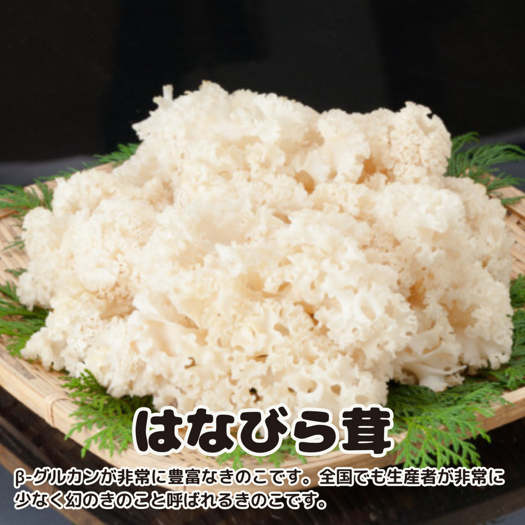 花びらたけ 粉末 3袋 セット（各 50g ） （茨城県共通返礼品：城里町） 花びら茸の粉末 ハナビラタケ 野菜 乾燥 花びらたけ きのこ パウダー 手軽 時短