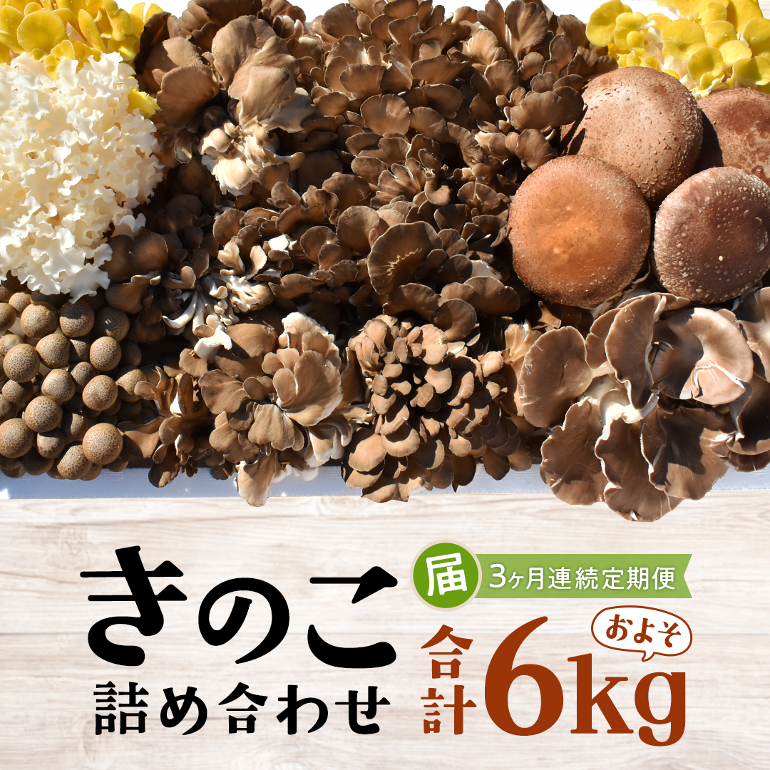 【3ヶ月定期便】きのこ の 詰め合わせ Lサイズ( 約2kg ) （茨城県共通返礼品：城里町） キノコ セット 野菜 低カロリー ダイエット デトックス バラエティ セット 新鮮