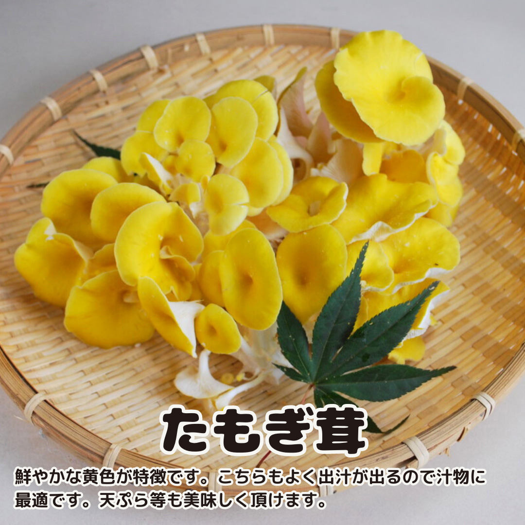 【3ヶ月定期便】きのこ の 詰め合わせ Lサイズ( 約2kg ) （茨城県共通返礼品：城里町） キノコ セット 野菜 低カロリー ダイエット デトックス バラエティ セット 新鮮