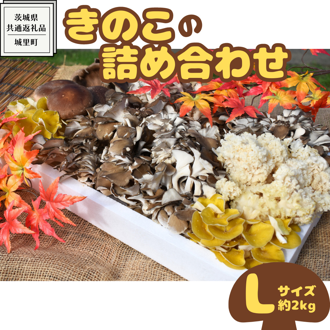 きのこ の 詰め合わせ Lサイズ( 約2kg ) （茨城県共通返礼品：城里町） キノコ セット 野菜 低カロリー ダイエット デトックス バラエティ セット 新鮮