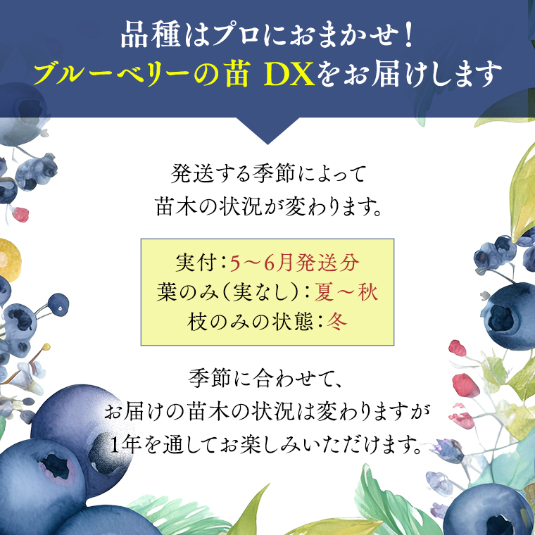 ブルーベリー の 苗 DX 1品種 （品種おまかせ） ラビットアイ系 ハイブッシュ系サザン サザンハイブッシュ系 苗 庭木 果樹 ガーデニング