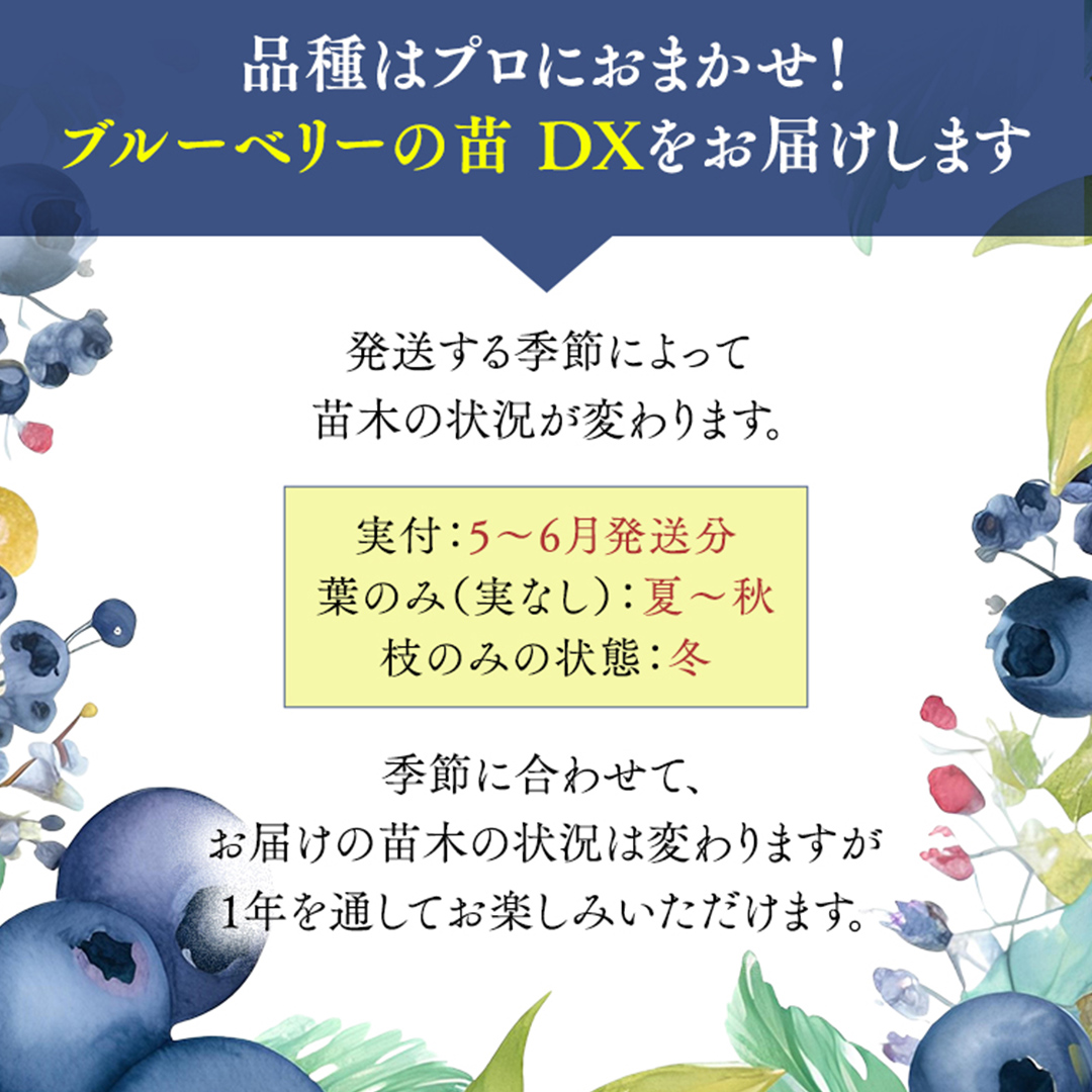 ブルーベリー の 苗 DX 1品種 （品種おまかせ） ラビットアイ系 ハイブッシュ系サザン サザンハイブッシュ系 苗木 庭木 果樹 ガーデニング 家庭菜園 果物 くだもの