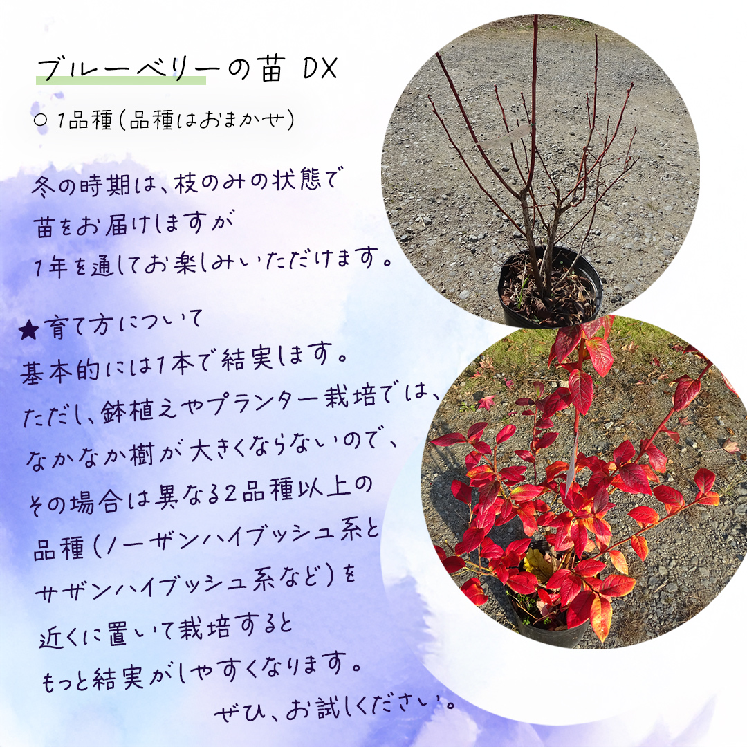 ブルーベリー の 苗 DX 1品種 （品種おまかせ） ラビットアイ系 ハイブッシュ系サザン サザンハイブッシュ系 苗木 庭木 果樹 ガーデニング 家庭菜園 果物 くだもの