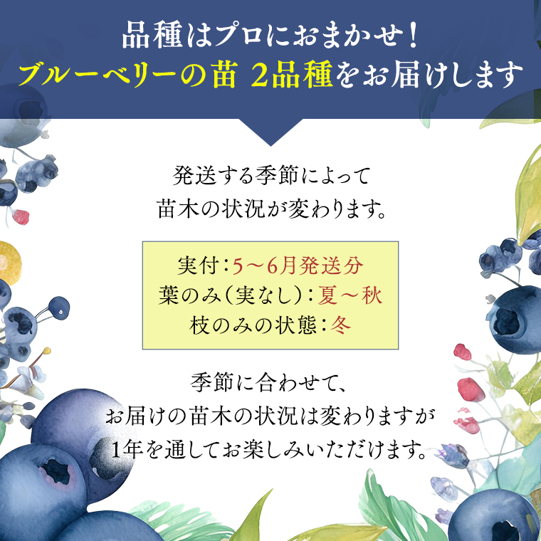 ブルーベリー の 苗 2品種セット （品種おまかせ） ラビットアイ系 ハイブッシュ系サザン サザンハイブッシュ系 苗 庭木 果樹 ガーデニング