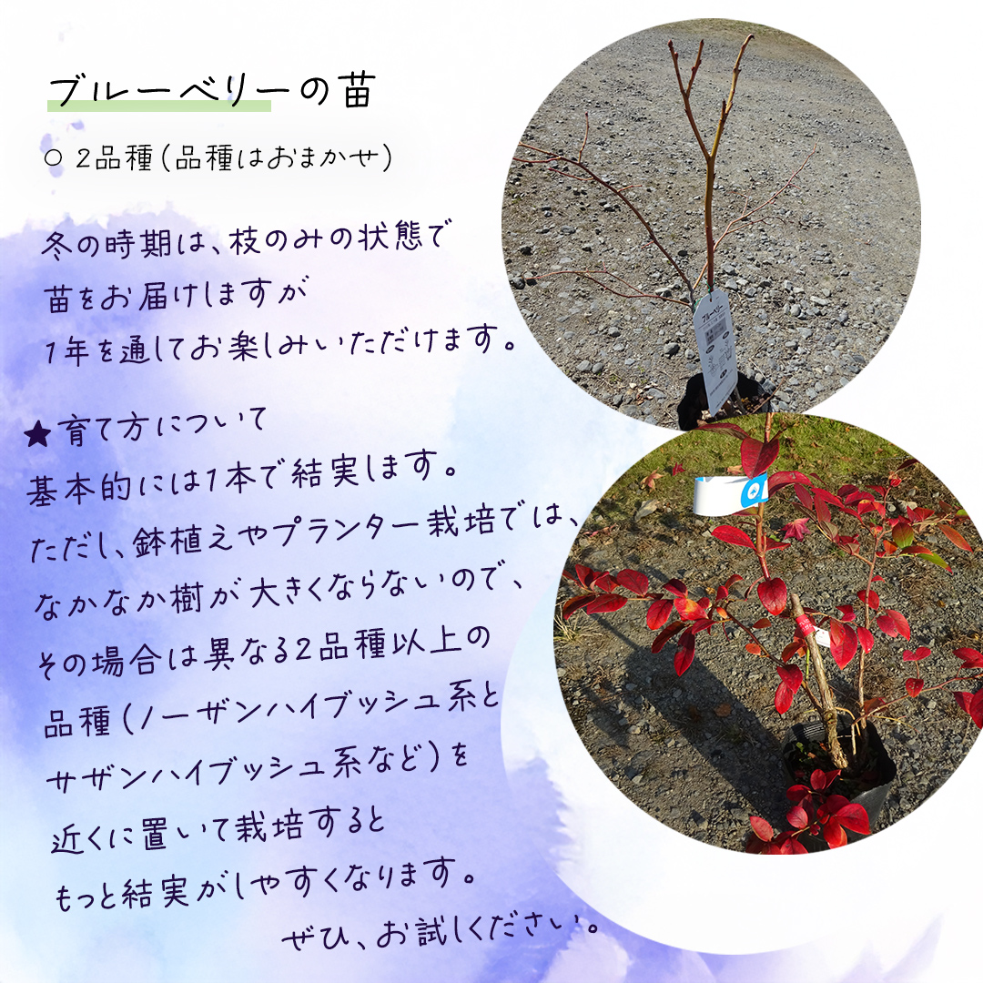 ブルーベリー の 苗 2品種セット （品種おまかせ） ラビットアイ系 ハイブッシュ系サザン サザンハイブッシュ系 苗木 庭木 果樹 ガーデニング 家庭菜園 果物 くだもの