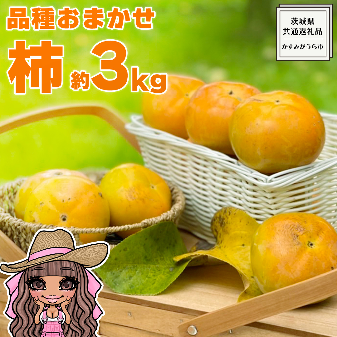【 先行予約 】 品種おまかせ 採れたて天使の 甘柿 約 3kg（ 茨城県共通返礼品：かすみがうら市 ） 【 2026年10月頃発送 】 フルーツ かき カキ 果物 旬 新鮮 期間限定 甘い 国産