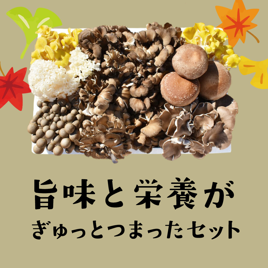 【 3ヶ月連続定期便 】きのこ の詰め合わせ Mサイズ ( 約1.5kg ) （茨城県共通返礼品：城里町） キノコ セット 野菜 低カロリー ダイエット デトックス バラエティ セット 新鮮