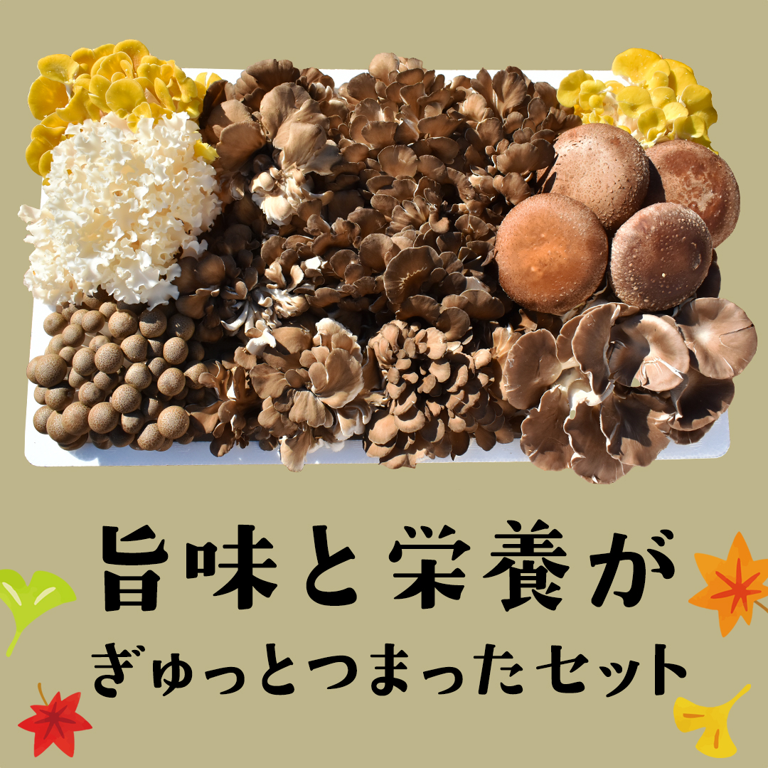 【3ヶ月定期便】きのこ の 詰め合わせ Lサイズ( 約2kg ) （茨城県共通返礼品：城里町） キノコ セット 野菜 低カロリー ダイエット デトックス バラエティ セット 新鮮
