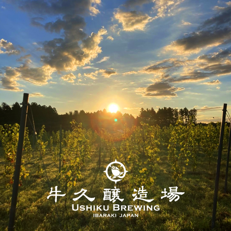 【 3ヶ月連続 】 クラフトビール おまかせ 定期便 6本セット 飲み比べ 茨城県産 牛久醸造場 330ml × 6本 ビール 地ビール クラフト お酒 贈り物 ギフト 詰め合わせ