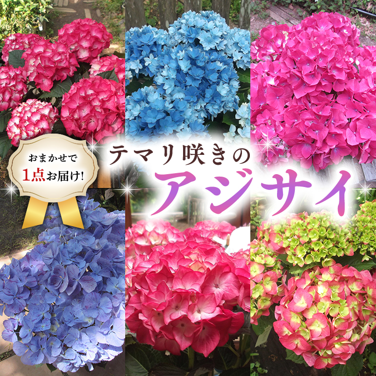 ≪先行予約≫ アジサイ テマリ咲き【 おまかせ 1点 】【2025年4月上旬頃より発送開始】植物 花 インテリア フラワー 紫陽花 お花 園芸 初夏 贈り物 ギフト ガーデニング
