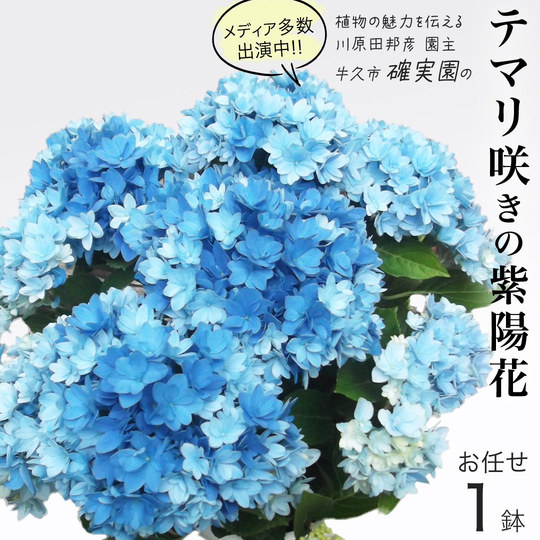 ≪先行予約≫ アジサイ テマリ咲き【 おまかせ 1点 】【2025年4月上旬頃より発送開始】植物 花 インテリア フラワー 紫陽花 お花 園芸 初夏 贈り物 ギフト ガーデニング