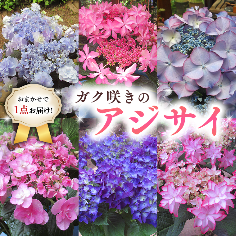 ≪先行予約≫アジサイ ガク咲き 【 おまかせ 1点 】【2025年4月上旬頃より発送開始】 植物 花 インテリア フラワー 紫陽花 お花 園芸 初夏 梅雨 ガーデニング