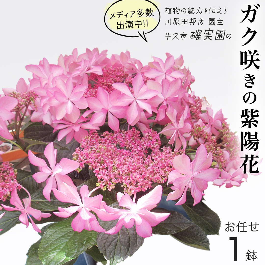 ≪先行予約≫アジサイ ガク咲き 【 おまかせ 1点 】【2025年4月上旬頃より発送開始】 植物 花 インテリア フラワー 紫陽花 お花 園芸 初夏 梅雨 ガーデニング
