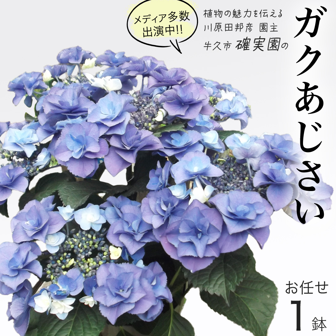 ≪先行予約≫ガク アジサイ 【 おまかせ 1点 】【2025年4月上旬頃より発送開始】 植物 花 インテリア フラワー 紫陽花 お花 園芸 初夏 梅雨 ガーデニング