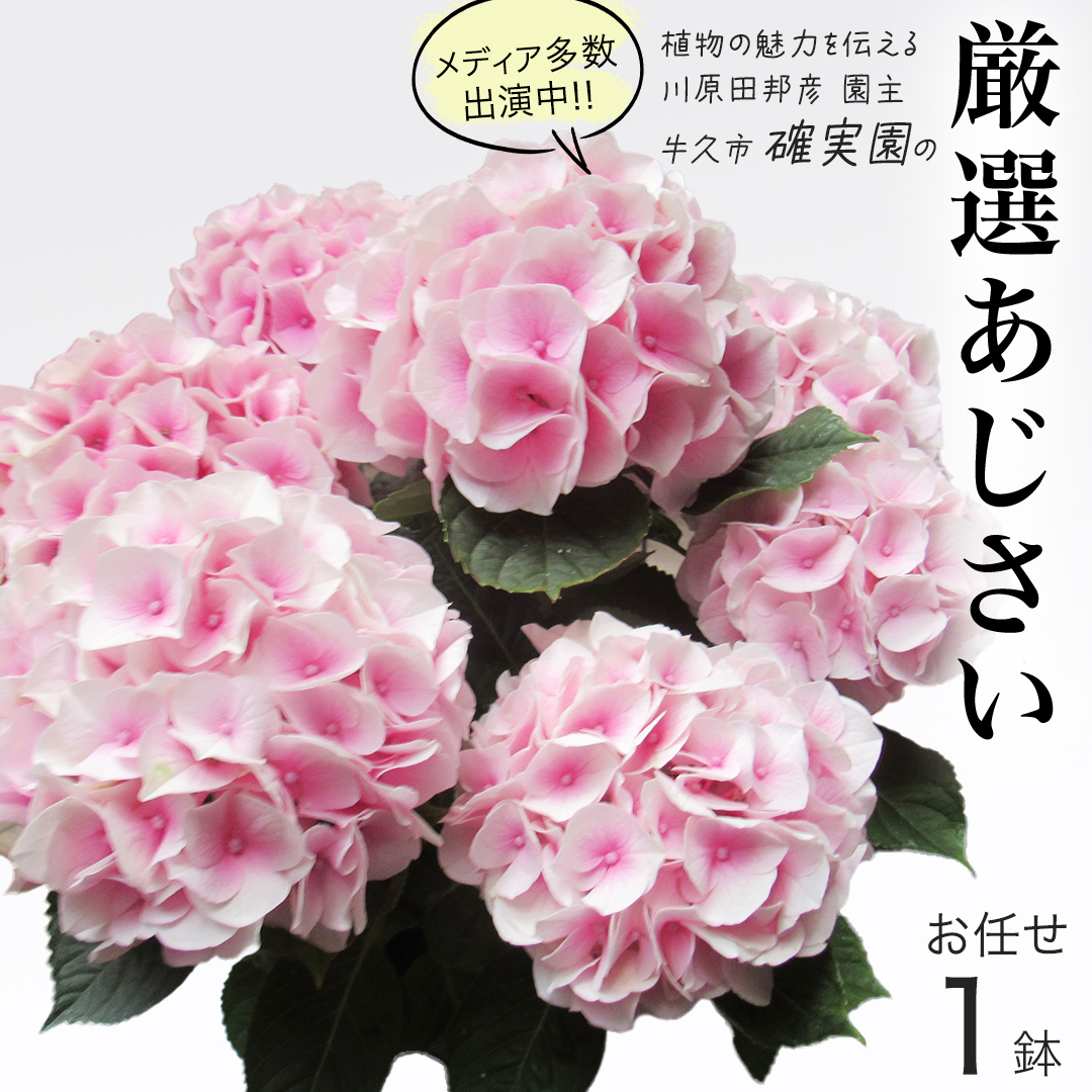 ≪先行予約≫アジサイ 【 おまかせ 1点 】【2025年4月上旬頃より発送開始】 植物 花 インテリア フラワー 紫陽花 お花 園芸 初夏 梅雨 ガーデニング