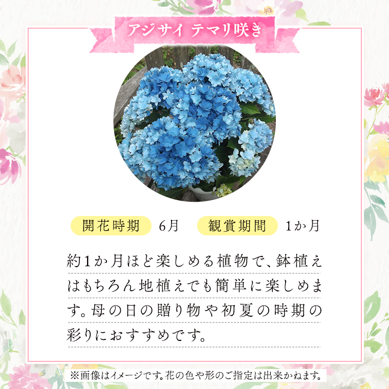 ≪先行予約≫ アジサイ テマリ咲き【 おまかせ 1点 】【2025年4月上旬頃より発送開始】植物 花 インテリア フラワー 紫陽花 お花 園芸 初夏 贈り物 ギフト ガーデニング