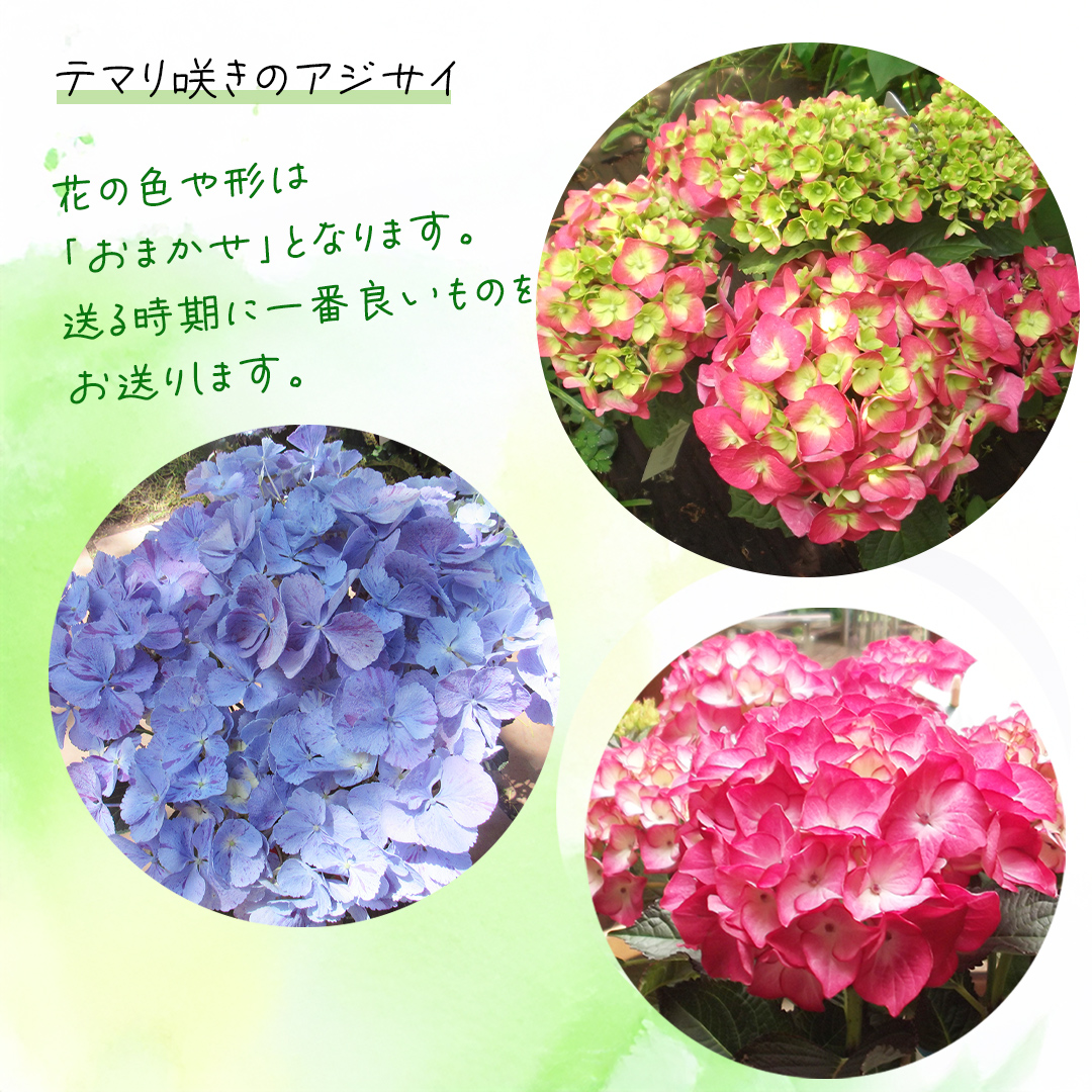 âªå
è¡äºçŽâ« ã¢ãžãµã€ ãããªå²ãã ããŸãã 1ç¹ ãã2025幎4æäžæ¬é ããçºééå§ãæ€ç© è± ã€ã³ããªã¢ ãã©ã¯ãŒ 玫éœè± ãè± åèž åå€ èŽãç© ã®ãã ã¬ãŒããã³ã°